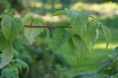 pianta di lampone