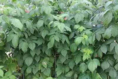 Raspberry bush