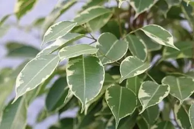 Huş incir ficusunun yaprakları