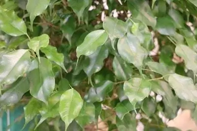 Ficus Benjamin