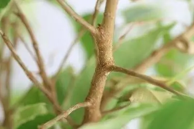 ficus benjamina Ang Birch fig ay nawawalan ng mga dahong hubad