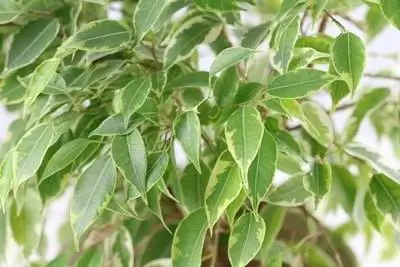 Хусан инжир, Ficus benjamina - арчилгаа, зүсэх - навч алддаг