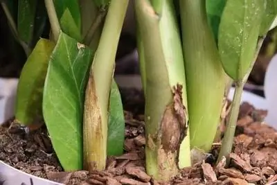 Zamioculcas in a pot