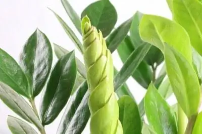 Zamioculcas şanslı lələk