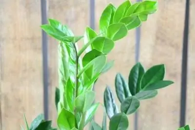 Muaj hmoo plaub, Zamioculcas zamiifolia - saib xyuas, nthuav tawm thiab txiav