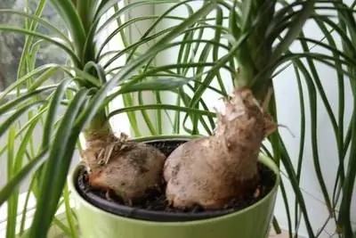 Elephant foot in the pot