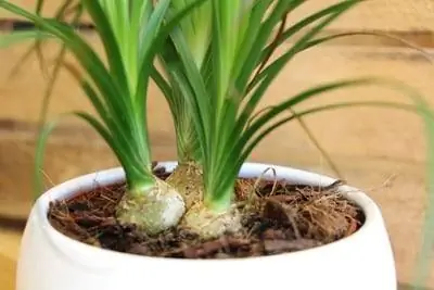 Pied d'éléphant, arbre à bouteilles, palmier à eau - Entretien & Coupe