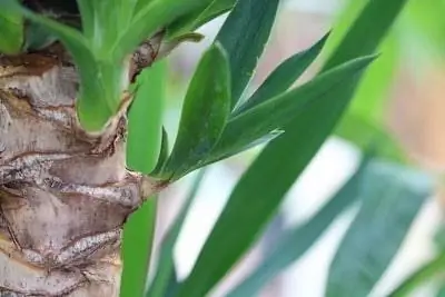 Palm lily leaves