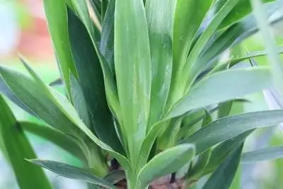 Yucca palm, palm lily - የእንክብካቤ መመሪያዎች & ስርጭት