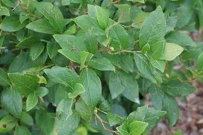 Blueberry plant