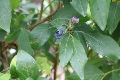 Blåbærbusk med frukt