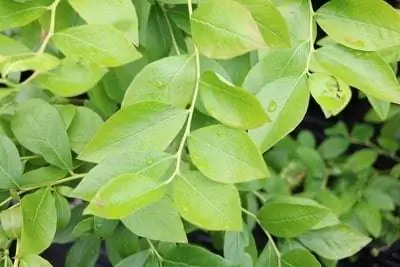 Vaccinium Corymbosum