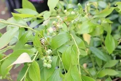 Vaccinium Corymbosum