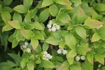 Cuidado del arbusto de arándanos: plantación y propagación