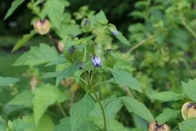 Physalis virág