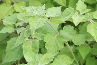 pysalis cape gooseberry