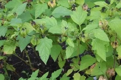 Cape gooseberry cog