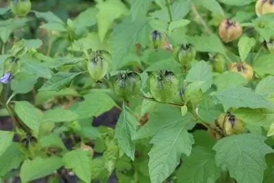 Cape stikkelsbær, physalis - stell og overvintring