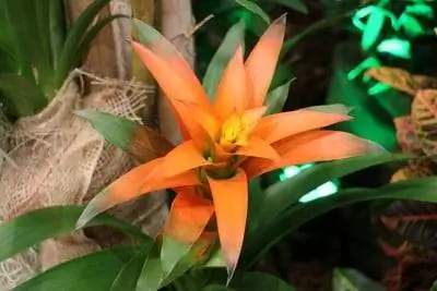 bromelija