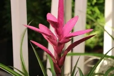 Bromelia