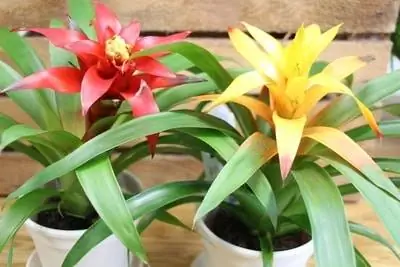 Bromeliad, Bromelia - asukoht, hooldus ja paljundamine