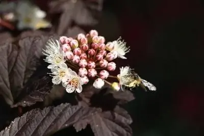 Blærespat blomst