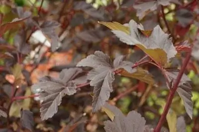 Sidik kisəsi yarpaqları