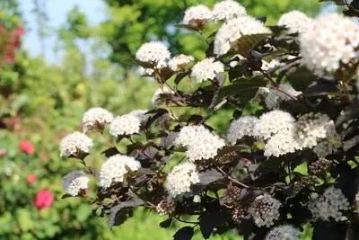 Dźwigar pęcherza - odmiany 'Diabolo' - pielęgnacja + cięcie