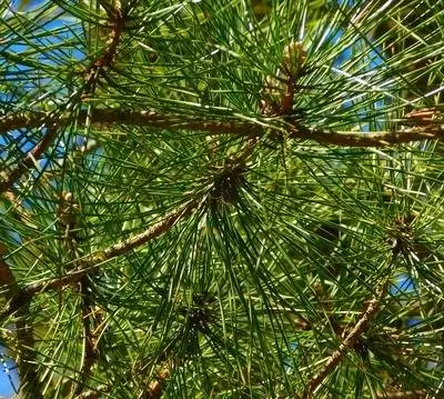 Kujdesuni siç duhet për bredhin ombrellë japonez, Sciadopitys verticillata