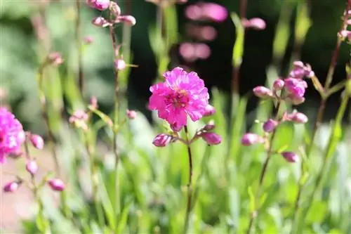 Näckrosa - Lychnis viscaria