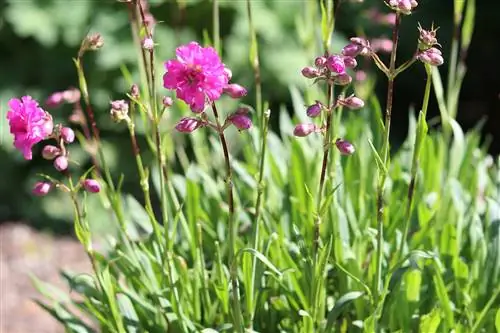 Rosa peix - Lychnis viscaria