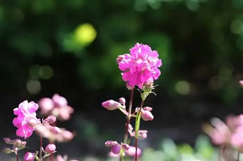 Màu hồng nhạt - Lychnis viscaria