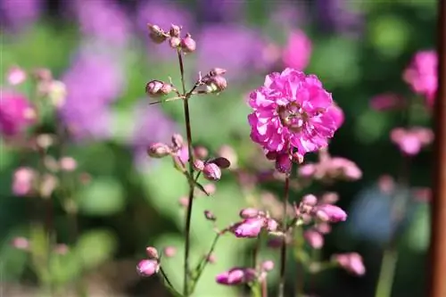 Pikpienk, Silene viscaria - saai, plante & Sorg