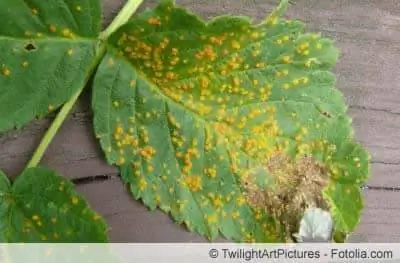 Rose rust