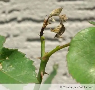 Rose shoot borer