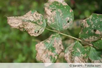 Malattie delle rose - foglie arricciate, fuligginosa stellata & Co