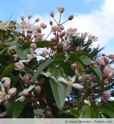 Clematis armandii krūmas