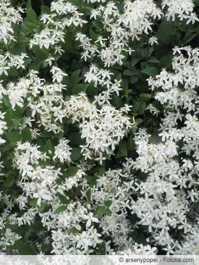 evergreen clematis armandii