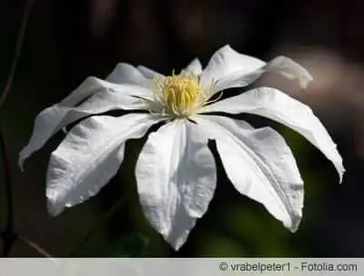 Clematis armandii