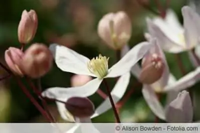 Clematis armandii - οδηγίες φροντίδας και αειθαλείς ποικιλίες