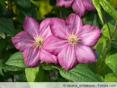 Clematis jackmanii