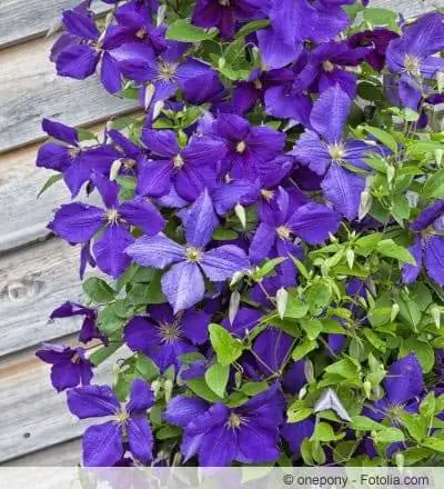 clematis jackmanii arrampicata