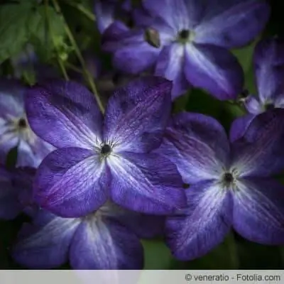 Clematis Jackmanii