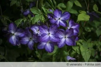 Clematis jackmanii naktī