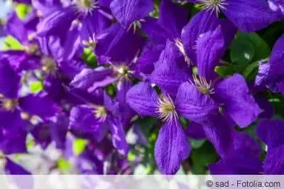 Clematis Jackmanii - грижи, размножаване и време на цъфтеж