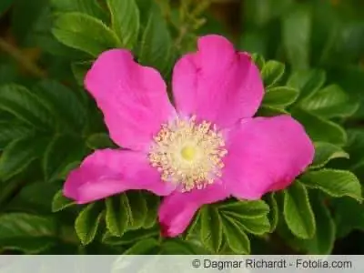 Flower of Rosa rugosa