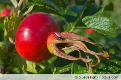 Apple Rose