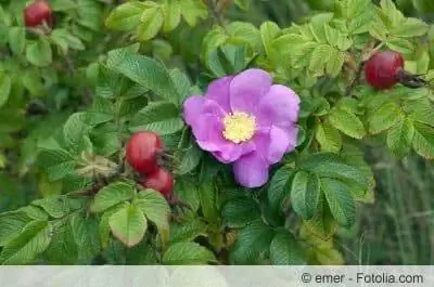 Trëndafili i mollës, trëndafili me patate