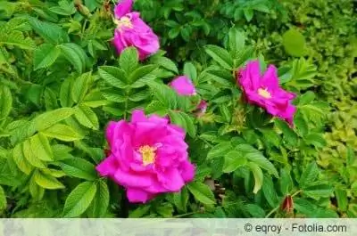 Potetrose, Rosa rugosa - stell, skjæring og formering