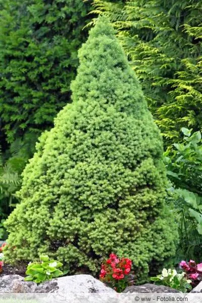 épicéa du pain de sucre dans le jardin